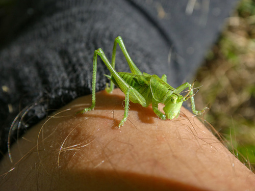 Upland Green Bush-cricket photo 3