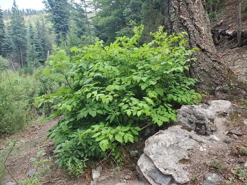 Aralia bicrenata (Aralia bicrenata)
