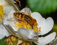 Parhelophilus integer