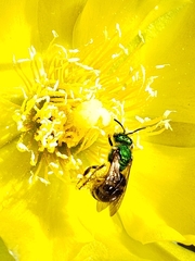 Agapostemon virescens