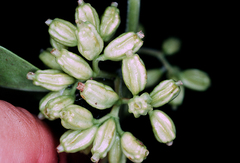 Scyphiphora hydrophylacea
