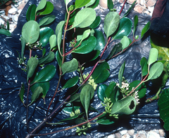 Scyphiphora hydrophylacea