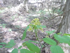 Caulophyllum thalictroides