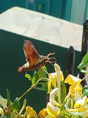Amphion floridensis