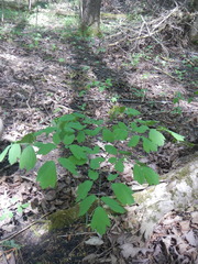 Caulophyllum thalictroides