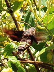 Amphion floridensis