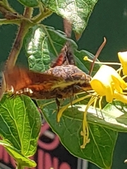Amphion floridensis