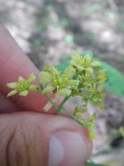Caulophyllum thalictroides