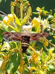 Amphion floridensis