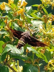 Amphion floridensis