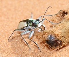 Cicindela albissima