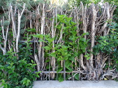 Phytolacca americana