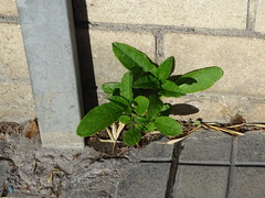 Phytolacca americana