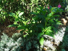 Phytolacca americana
