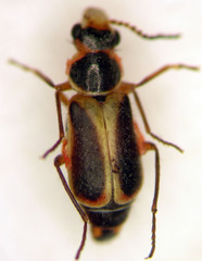 Attalus cinctus