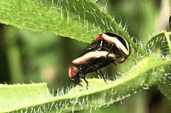 Calligrapha californica