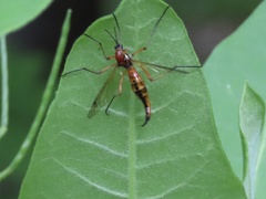 Ctenophorinae