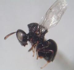 Perilampidae