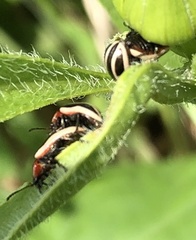 Calligrapha californica