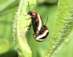 Calligrapha californica