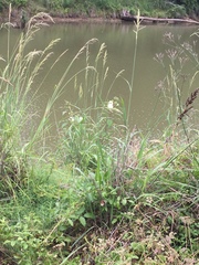 Abelmoschus esculentus