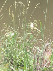 Abelmoschus esculentus