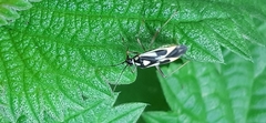 Grypocoris stysi