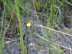 Utricularia ochroleuca