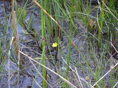 Utricularia ochroleuca