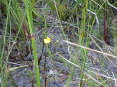 Utricularia ochroleuca