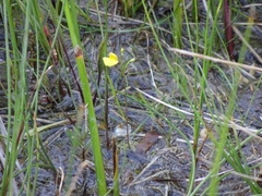 Utricularia ochroleuca