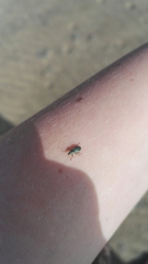 Polydrusus pulchellus