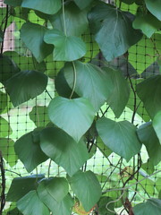 Aristolochia tomentosa