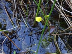 Utricularia ochroleuca