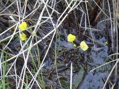 Utricularia ochroleuca