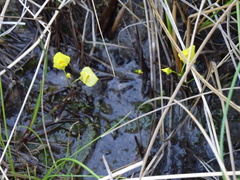 Utricularia ochroleuca