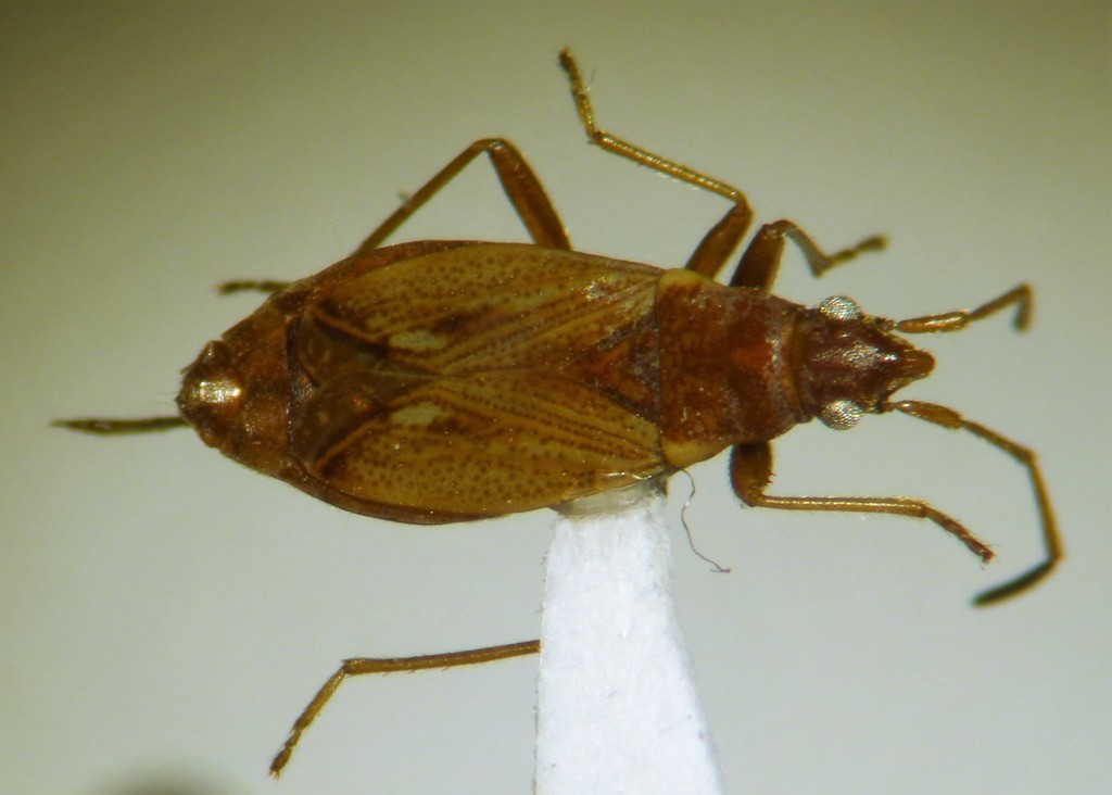 Bergidia mariomae