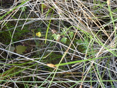 Utricularia ochroleuca