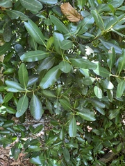 Calophyllum