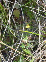 Utricularia ochroleuca