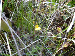 Utricularia ochroleuca