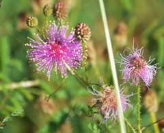 Mimosa hystricina