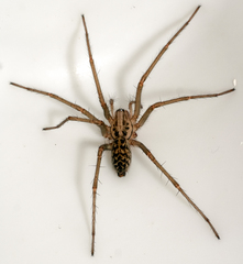 Eratigena