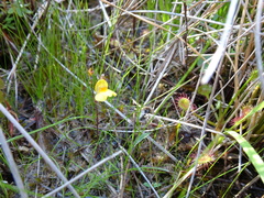 Utricularia ochroleuca
