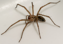 Eratigena