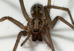 Eratigena