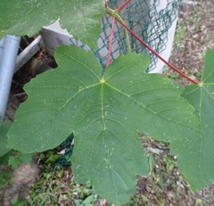 Acer pseudoplatanus