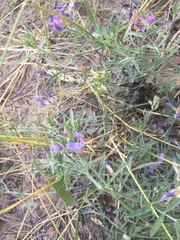 Astragalus arenarius
