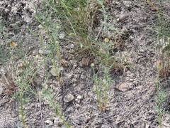 Callicephalus nitens