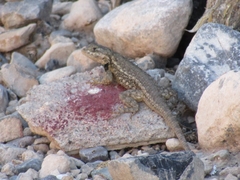 Sceloporus parvus